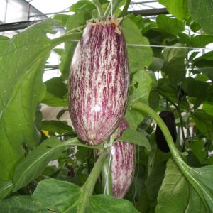 Berenjena Listada Pascual y Merche