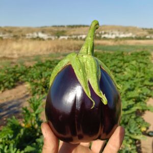 Berenjena Negra Pascual y Merche