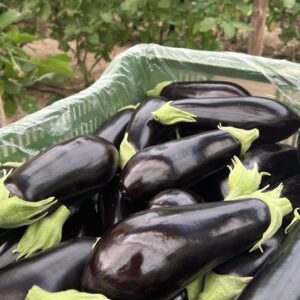 Berenjena Negra Caja Pascual y Merche